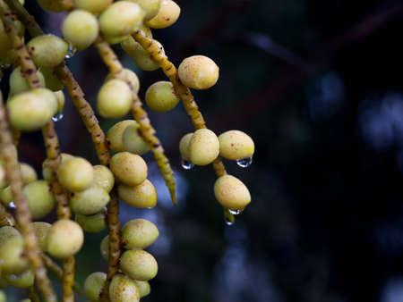 Close up shot of garden palm nuts with rain drops, selective focus