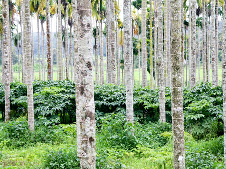 Elephant foot yam cultivation in the areca nut plantation, organic farmingの写真素材
