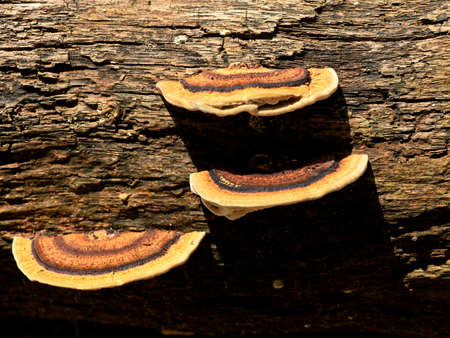 Multi colored mushroom or conk on a decaying coconut trunk, parasitic organism, selective focus