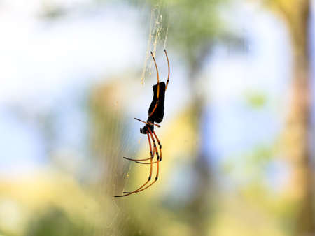 Black colored spider against white background, close up shot