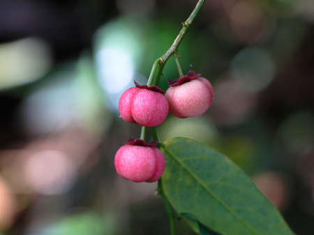 Light pink color seeds of sweet leaf or Sauropus androgynus, leaf vegetable