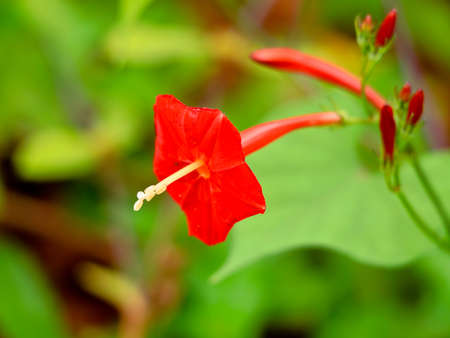 Ipomoea obscura, small white morning glory or  obscure morning glory flower, selective focusの写真素材