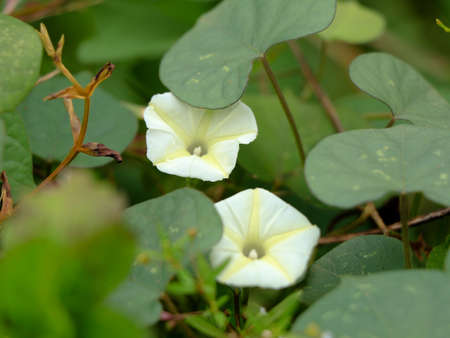 Ipomoea obscura, small white morning glory or  obscure morning glory flower, selective focus