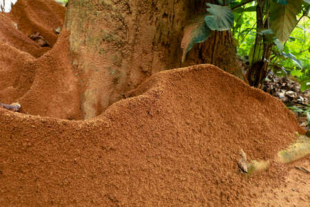 Ant  hill around the bottom of a tree, selective focus