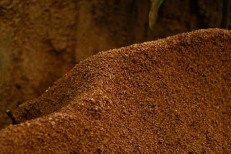 Ant  hill around the bottom of a tree, selective focus