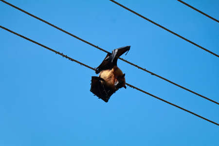 Bat died due to electrical shock hanging in the electric line against the skyの写真素材