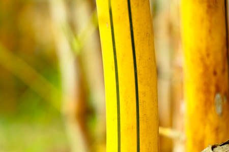 Close up shop of yellow bamboo stem as background or texture, selective focusの写真素材