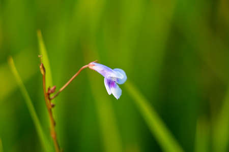 Tiny white and pink color flower of a weed plant in the paddy field, selective focus