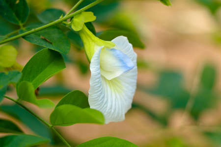 White color Asian pigeonwings or Clitoria ternatea flower, herbal plant, selective focusの写真素材