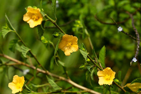 Light yellow color flower of flannel weed or Sida cordifolia, perennial sub shrub