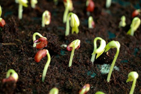 Sprouted out pulses ready to plant, selective focus
