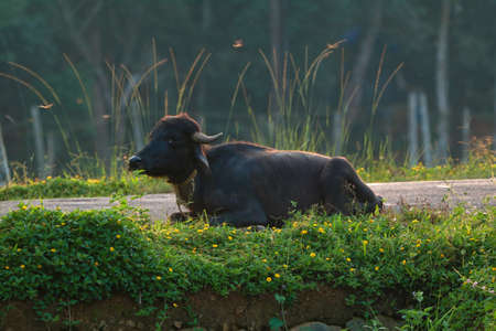 Buffalo resting on the road side, silhouette light