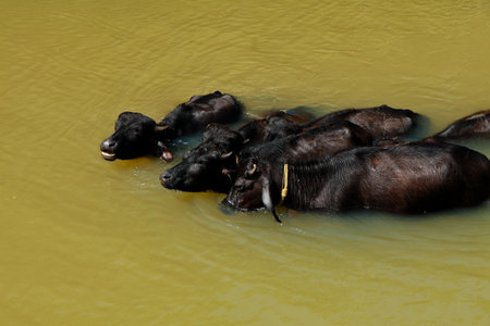 Buffalos bathing in a small stream in sun light, at noonの写真素材