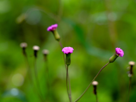 Emilia sonchifolia, also known as lilac tasselflower or cupid's shaving brush . It is a tropical...