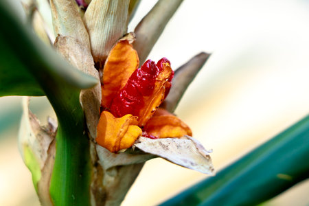 Red color seeds of garland-lily or ginger lily, perennial plant, selective focusの写真素材