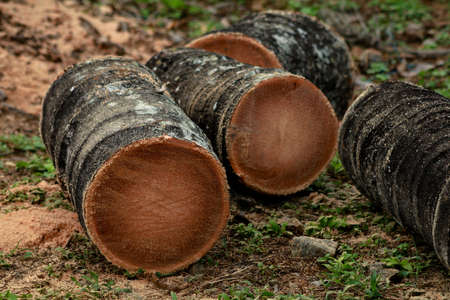 Coconut tree trunk cut into pieces, selective focus