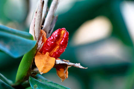 Red color seeds of garland-lily or ginger lily, perennial plant, selective focus