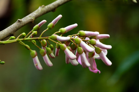 Light rose color flowers of quickstick or Gliricidia sepium tree, belonging to Fabaceae familyの写真素材