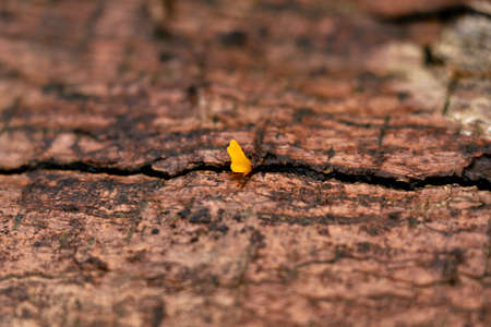 Tiny yellow color mushrooms or conks on a decaying wood trunk,  parasitic organism, selective focusの写真素材