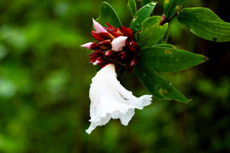Flower of crepe ginger or Cheilocostus speciosus, medicinal plant in the Costaceae familyの写真素材