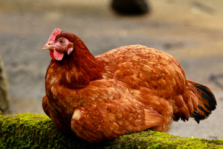 Close up shot of a brown color hen chicken from a farm house , Indian breedの写真素材