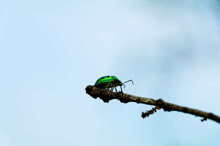 Chrysocoris eques or  shield-backed bugs belonging to the Scutelleridae family, jewel bugs