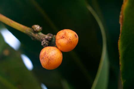 Ripe seeds  of Dracaena fragrans or cornstalk dracaena  commonly known as corn plant, selective...