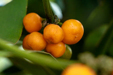 Ripe seeds  of Dracaena fragrans or cornstalk dracaena  commonly known as corn plant, selective...