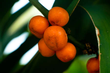 Ripe seeds  of Dracaena fragrans or cornstalk dracaena  commonly known as corn plant, selective...