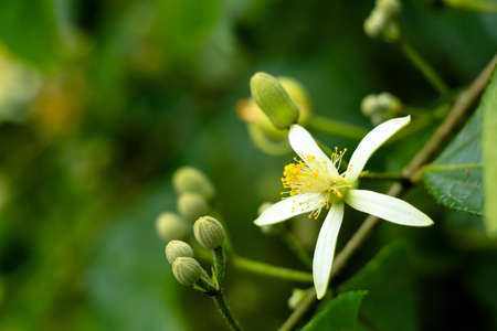 White color flowers of Grewia laevigata  tree in the Malvaceae family, selective focusの写真素材