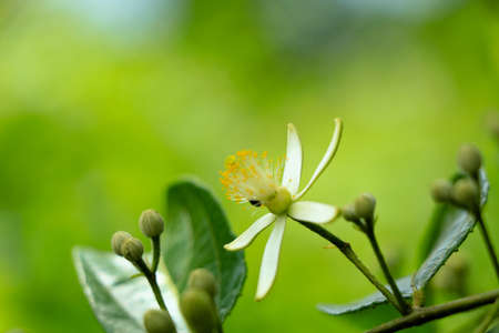 White color flowers of Grewia laevigata  tree in the Malvaceae family, selective focusの写真素材