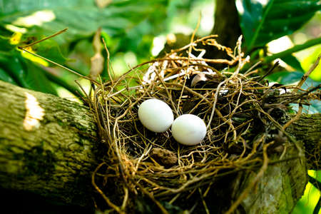 Eggs of spotted dove in the nest on the branches of coffee plant, commonly seen in Indian subcontinentの写真素材