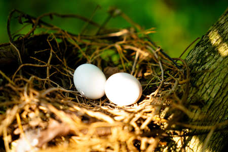 Eggs of spotted dove in the nest on the branches of coffee plant, commonly seen in Indian subcontinentの写真素材