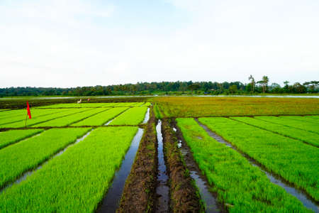 Paddy seedling bed ready to be planted in a villageの写真素材
