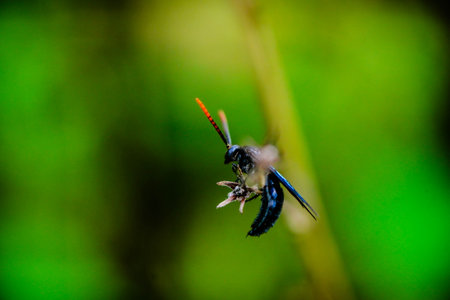 Dark blue insect sitting on tiny branches against green background , macro shot