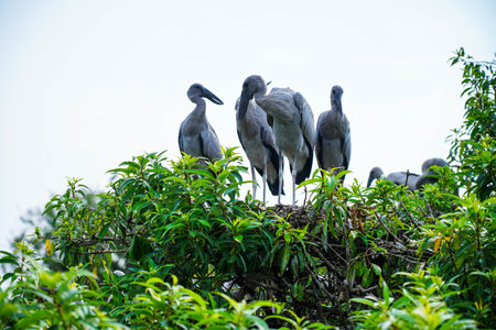Asian openbill stork in nature at keoladeo national park, malaysiaの写真素材