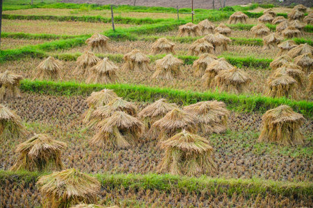 Heap of reaped paddy kept in a paddy field before threshing, high angle shotの写真素材