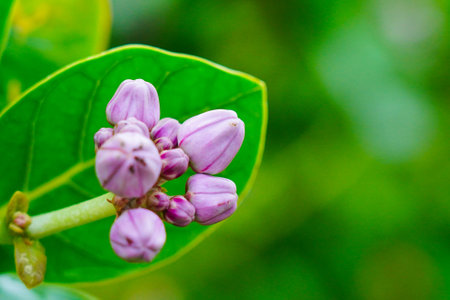 Calotropis gigantean or crown flower commonly known as milkweeds belonging to the Apocynaceae family. They produce latex.の写真素材