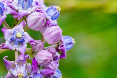 Calotropis gigantean or crown flower commonly known as milkweeds belonging to the Apocynaceae family. They produce latex.の写真素材
