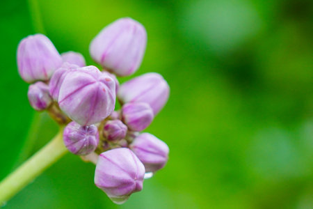 Calotropis gigantean or crown flower commonly known as milkweeds belonging to the Apocynaceae family. They produce latex.の写真素材