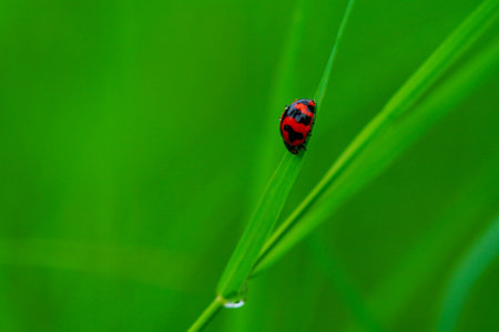 Coccinella transversalis or transverse lady beetle against green background, macro shotの写真素材