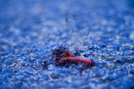 Ants eating the dead body of a dragon fly on the tarred road, selective focusの写真素材