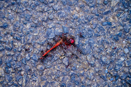 Ants eating the dead body of a dragon fly on the tarred road, selective focusの写真素材