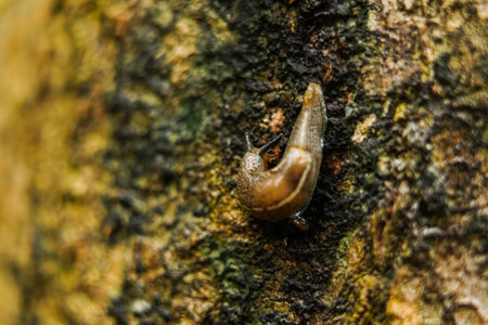 Slug or land slug on the trunk of a corn plant, close up shot