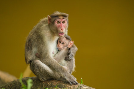 A close up short of a  mother monkey feeds her baby monkey in the jungle. A beautiful scene from a...