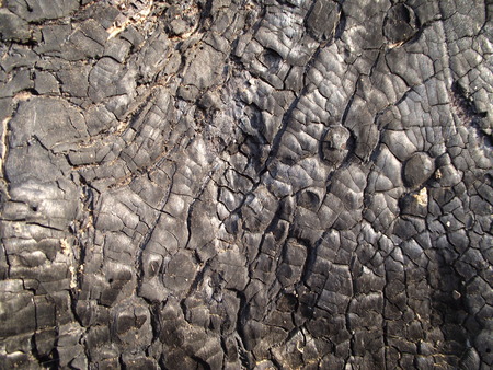 burnt wood textureの写真素材