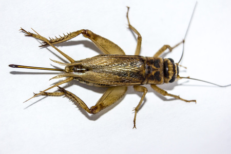 cicada macro close upの写真素材