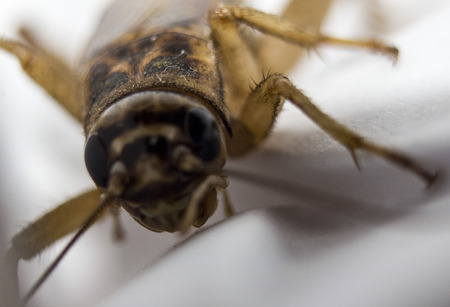 cicada macro close upの写真素材
