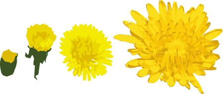 Taraxacum officinale yellow flower set, from small to bigger vector illustrationのイラスト素材