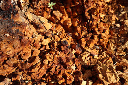 Stone texture or background, nature , shot from mountains rocksの写真素材